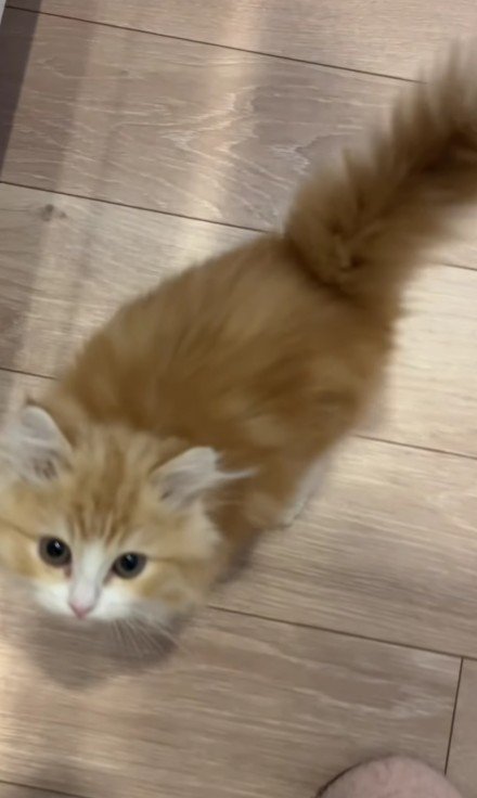 上を向く子猫