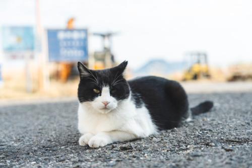 くつろぐ野良猫