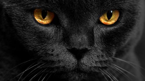 黒っぽい猫のアップ