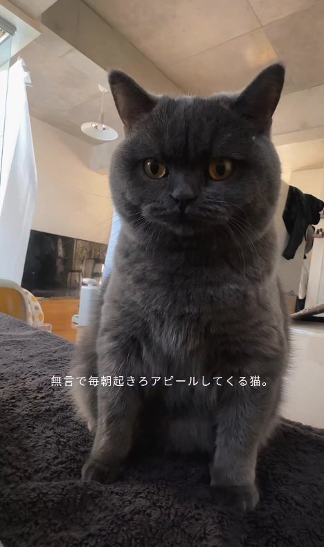 ベッドの上でお座りをしている猫（正面）