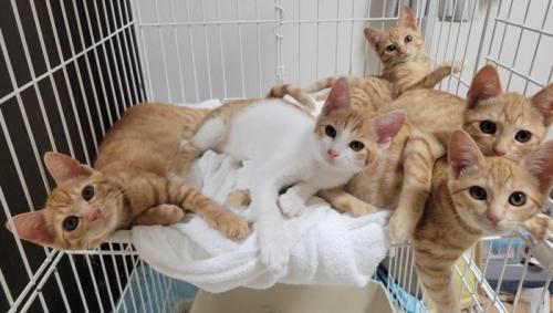 兄弟の子猫たち