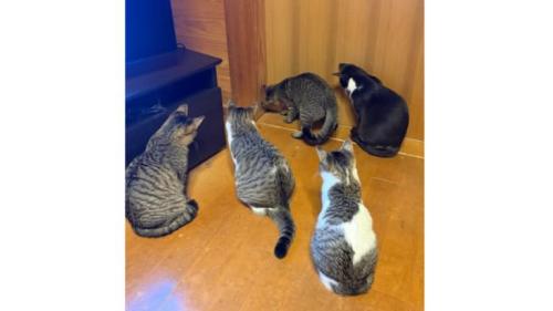 室内にいる猫