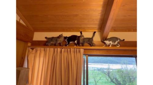 キャットウォークの猫