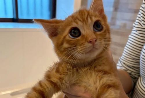 子猫の顔をアップ