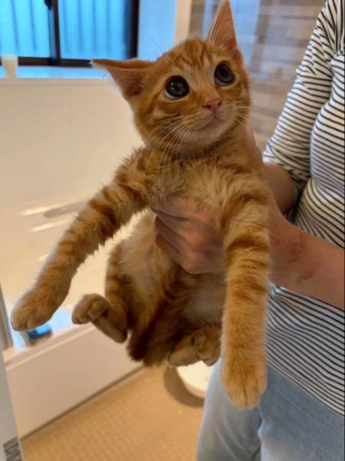 茶色い子猫