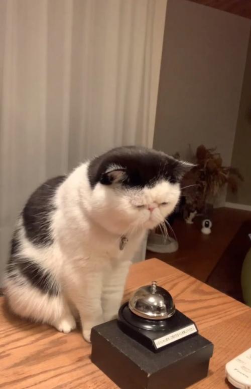 おやつを待つ猫