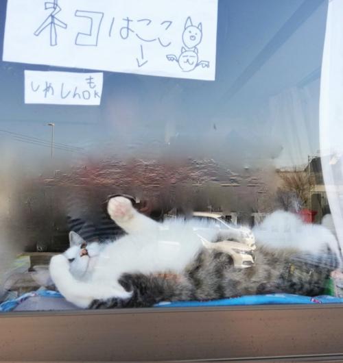 仰向けの猫