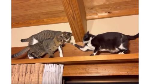 キャットウォークの猫