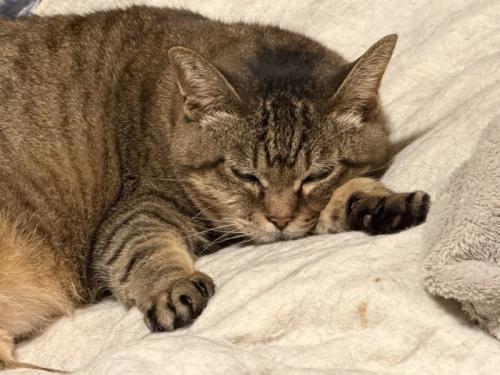腹ばいで布団の上でくつろぐ猫