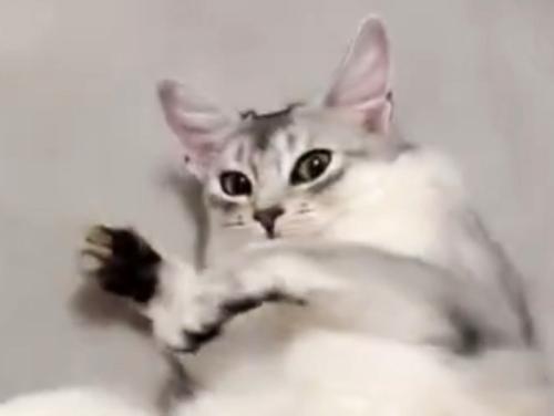 飼い主を見つめる猫の顔のアップ