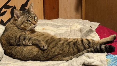 ユニークなおっさん座りをする猫