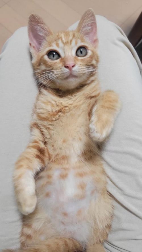 色が薄くなった子猫