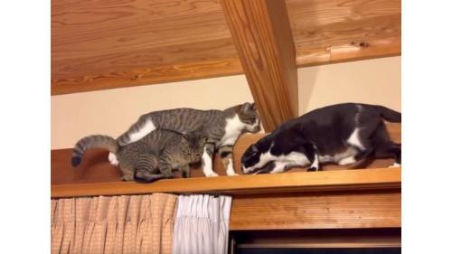 キャットウォークの猫