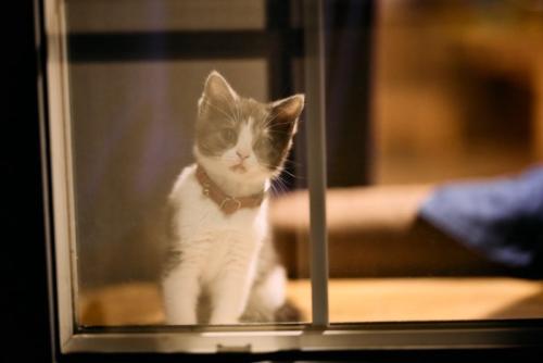 夜の窓辺で観察する猫