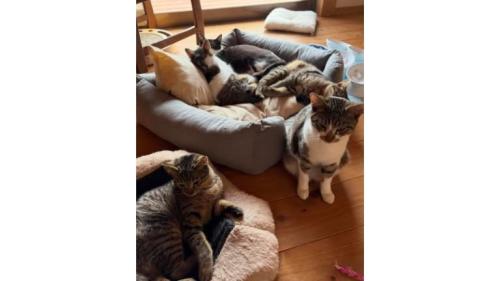 室内にいる猫