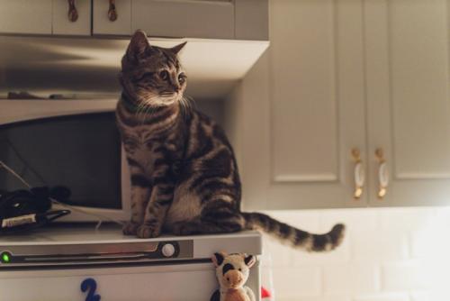 夜中に台所を物色する猫