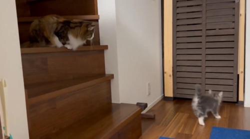 階段にいる成猫とフロアの子猫