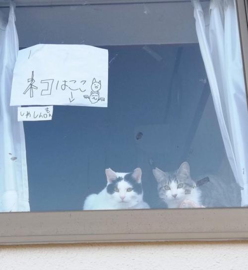 張り紙と2匹の猫