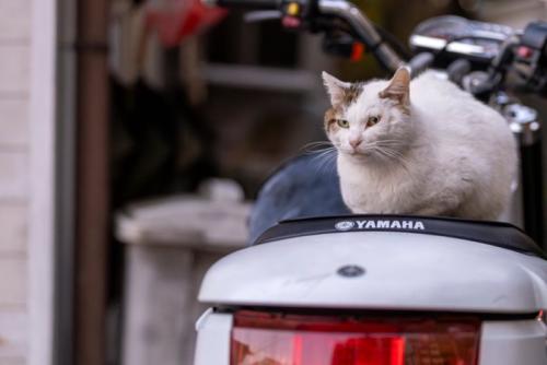 こちらを見る野良猫