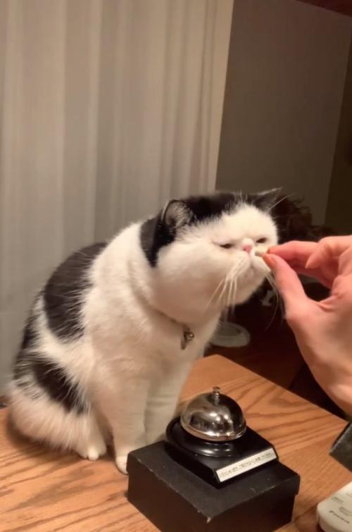 おやつを差し出される猫