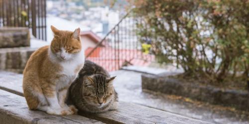 二匹の野良猫
