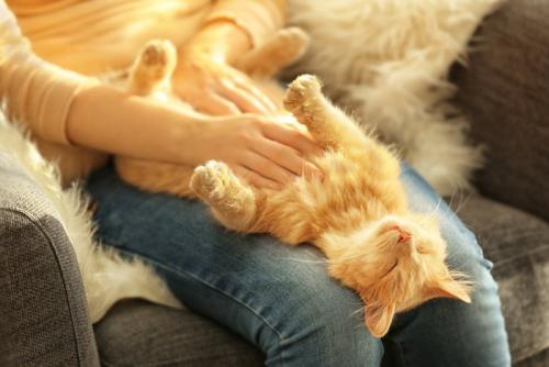 猫のお腹を撫でる2