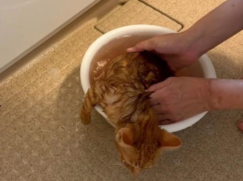 子猫から汚れが