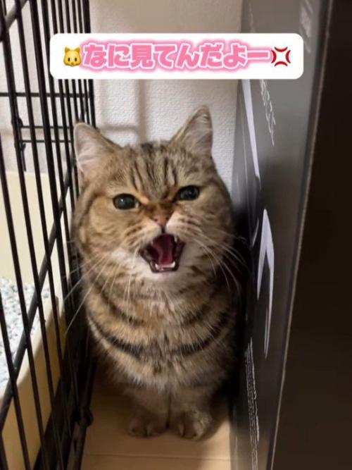 隙間で威嚇する猫