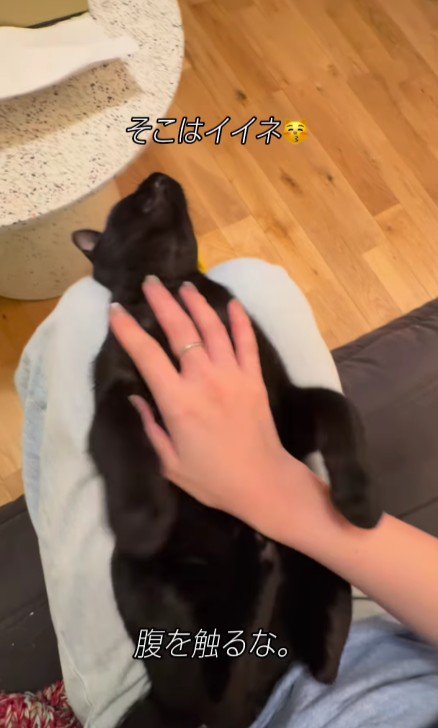 仰向けの猫