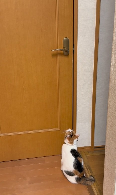 諦める猫