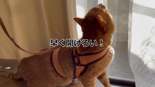 ハーネス装着