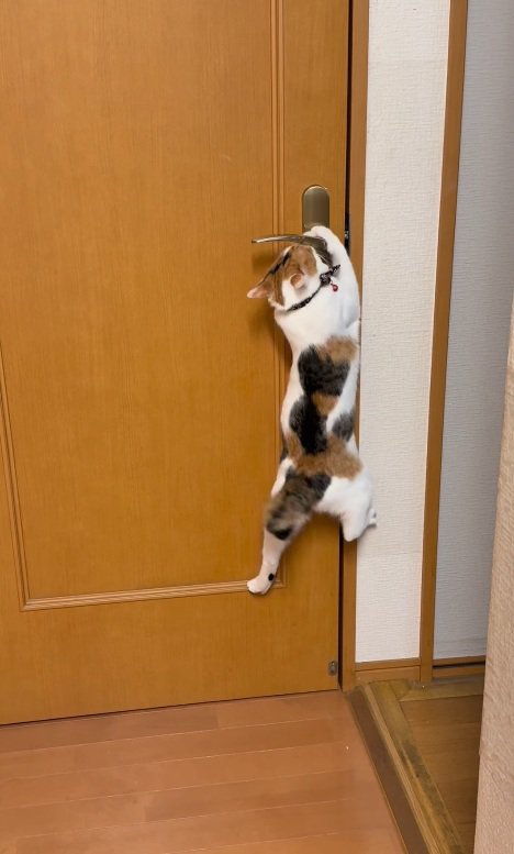 根元を掴む猫