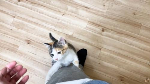 左脚をよじ登る子猫(画面左下に投稿者さんの手)