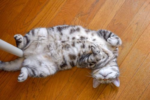 ヘソ天の猫