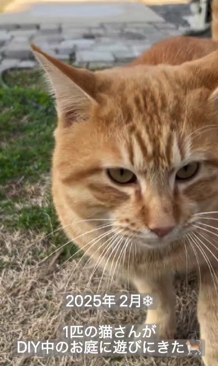 庭に現れた猫