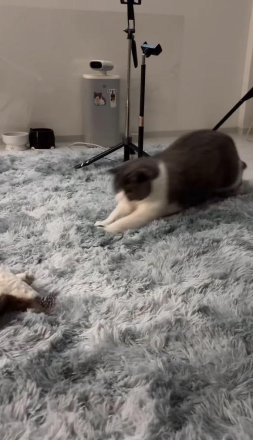 勢いよく身を乗り出す猫
