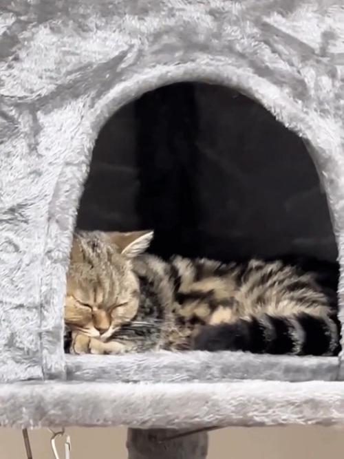 寝ている猫