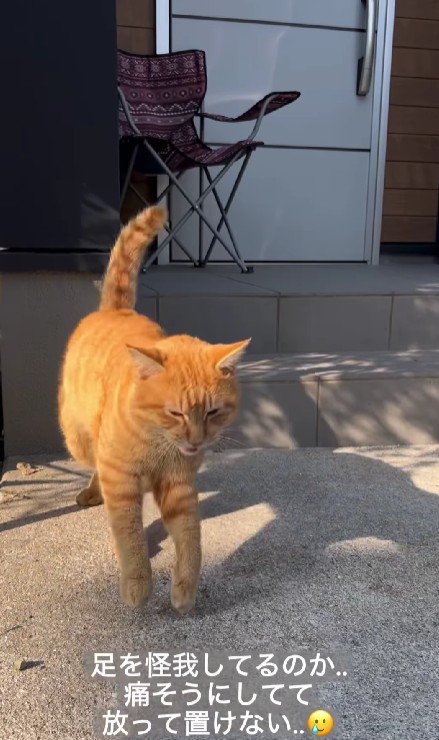 跳ねる猫