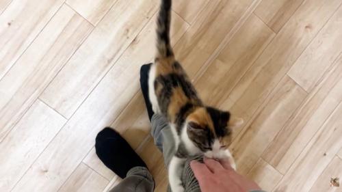 右脚にしがみつく子猫