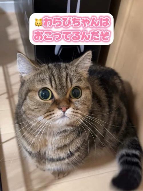 見上げて座る猫