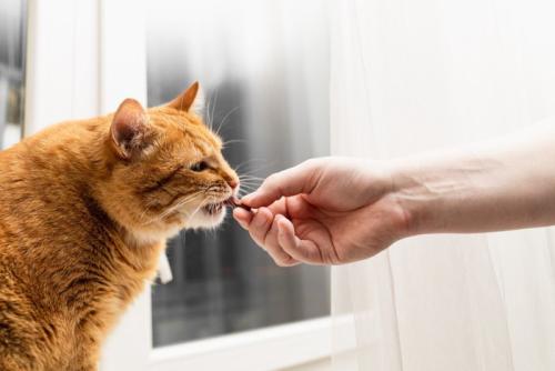 おやつを食べる猫