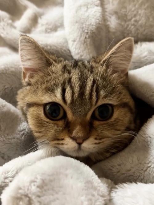 毛布にくるまる猫