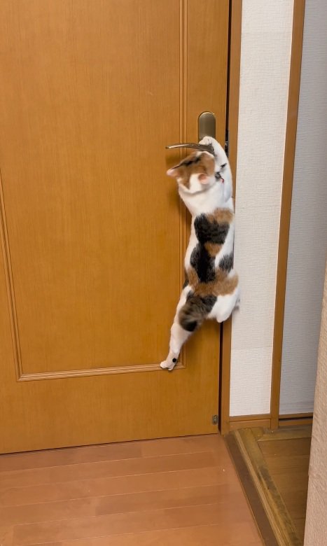 苦戦する猫