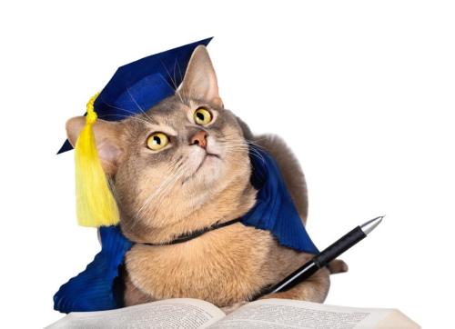 卒業帽を被る猫