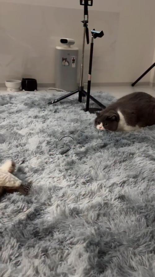 少し離れた場所に落ちている鳥のオモチャを見つめる猫