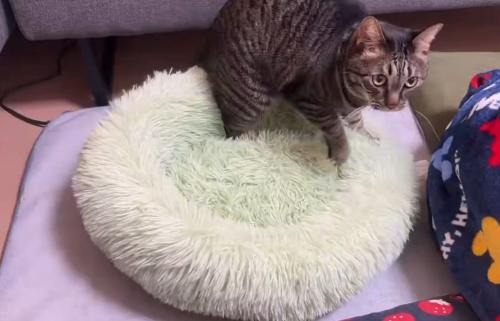 ペット用ベッドを踏みながら遠くを見つめる猫