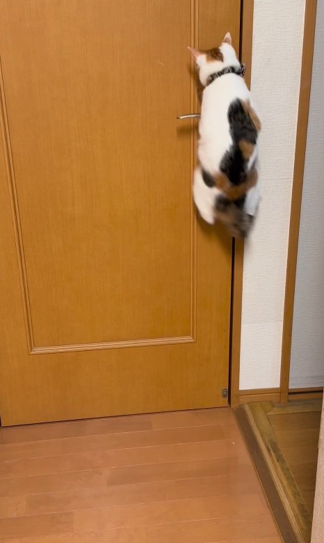 大きく飛ぶ猫