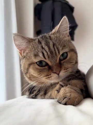 上目使いの猫