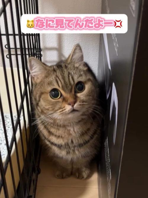 隙間にいる猫