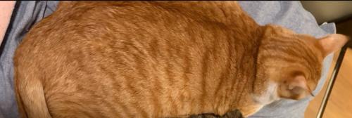 成長した猫